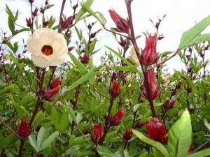 กระเจี๊ยบแดง- red sorrel