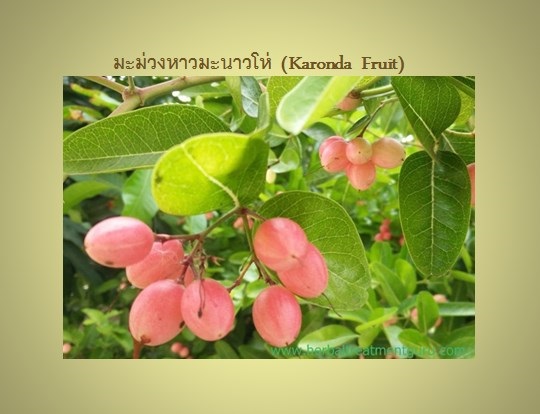 มะม่วงหาวมะนาวโห่  (Karonda  Fruit)